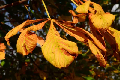 DSC_0458 (Large).JPG